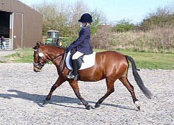 Milly, 13..2hh New Forest