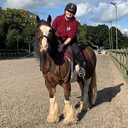 Red, 14.1hh Cob