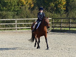 Bonnie 14.3hh New Forest