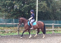 Jonny 14hh sports pony