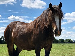 Jaffa cakes 13.1hh pony