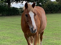 Snickers 12.2hh welsh pony