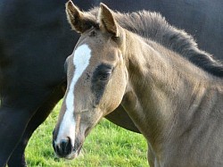 Little Miss SFS - Don Ricoss x Rock City