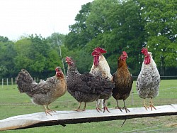 Chickens!