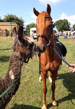 Fred makes friends with an Alpaca at the Rudgwick show