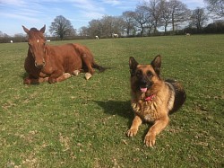 Fred and Star