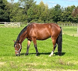 Rodney 15.1hh Irish sports horse