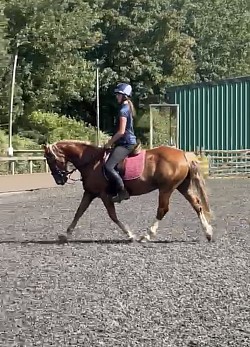 Missy 14.3hh Welsh X