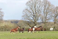 Herd