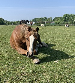 Pony