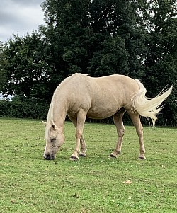 Horse