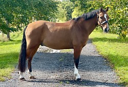 Quest 13.2hh Pony club pony