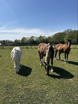 Fred and Star
