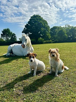 Pony and dogs