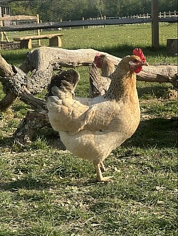 Chicken