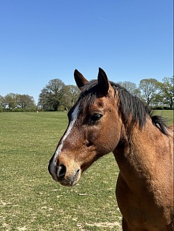Pony