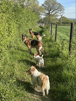 Dogs