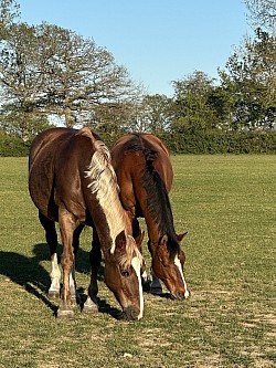 Ponies
