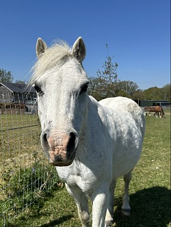 Molly 12hh Welsh