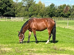 Rodney 15.1hh Irish sports horse