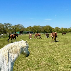 Riding school