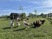 Chickens