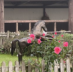 Horses