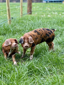 Oxford and Sandy Blacks Pigs