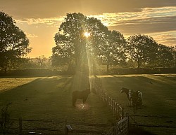 Sweetlands farm