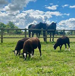Horses and sheep