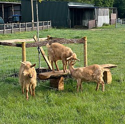 Goats