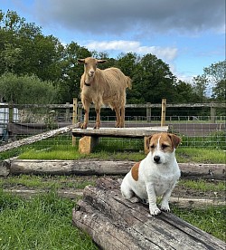 Goat and Jack Russell