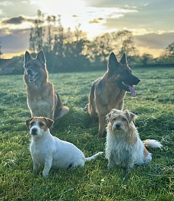 Dogs