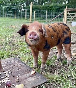 Pig